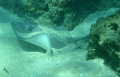   Medium Ray spotted snorkeling rocks Boynton Beach Fl Ocean Inlet Park about feet water. Photographed Olympus 8000. water 8000  